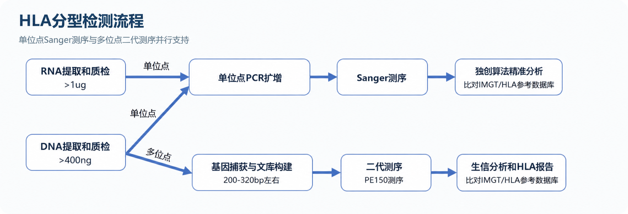 HLA分型检测流程