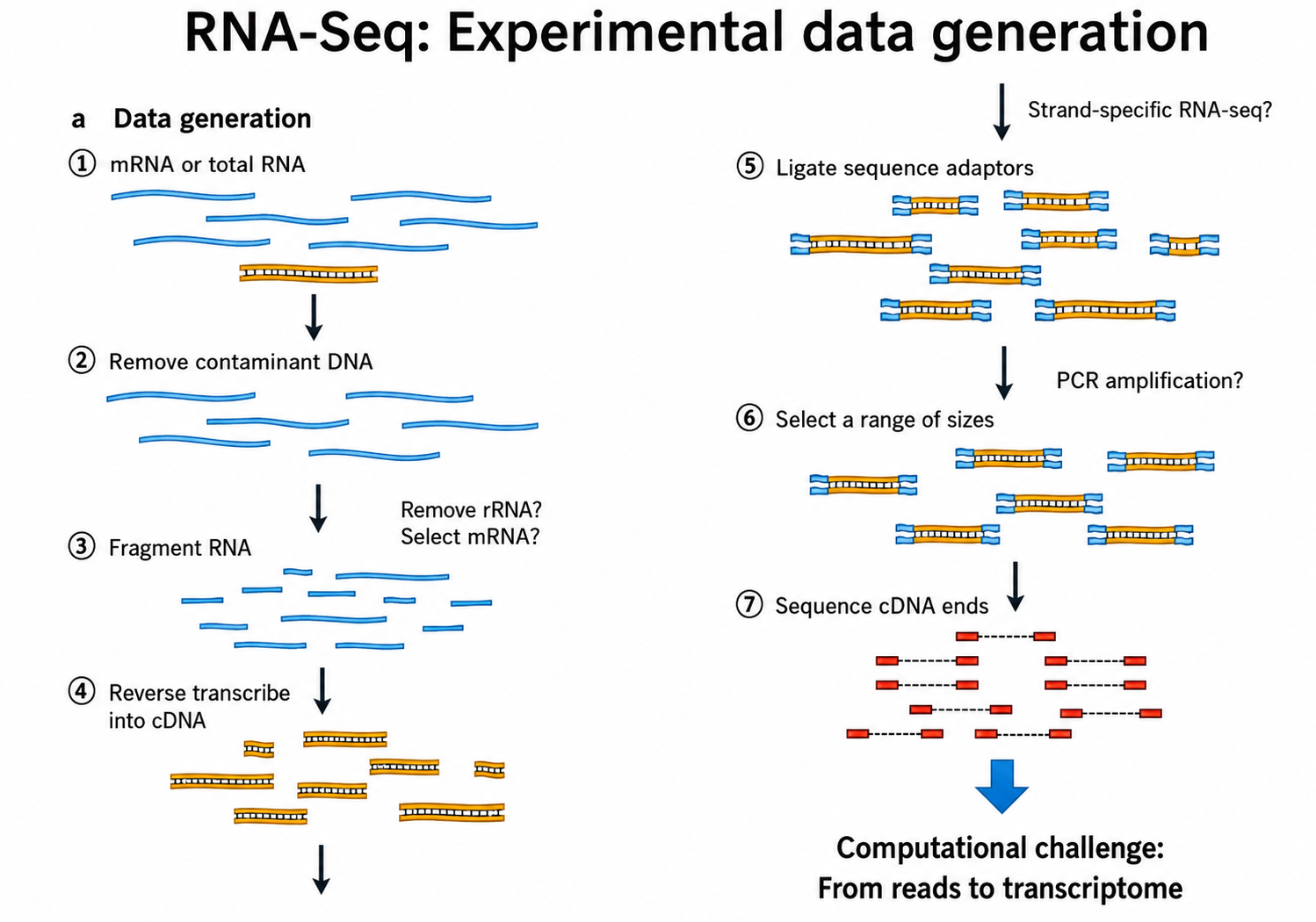 RNA-Seq experimental data generation